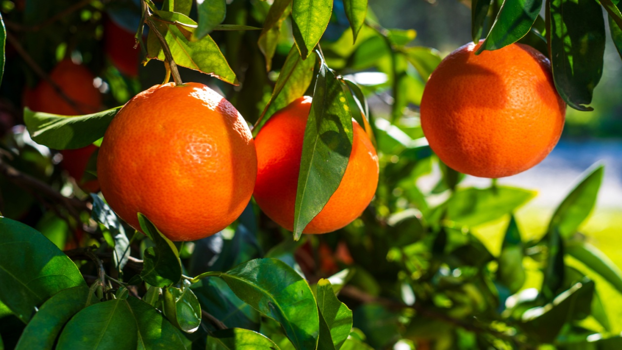 blood oranges, deep-ripe moro type blood oranges
