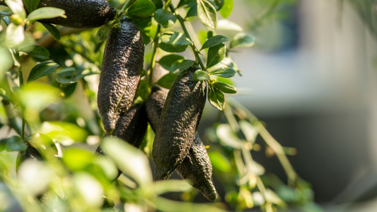 Finger lime,fruits on tree in the garden.