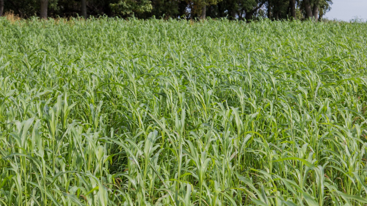 Sorghum sudangrass grown as a cover crop on a farm field.