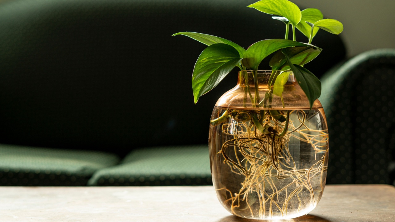 Golden pothos epipremnum aureum roots in glass pot with water on the table with green sofa in back ground