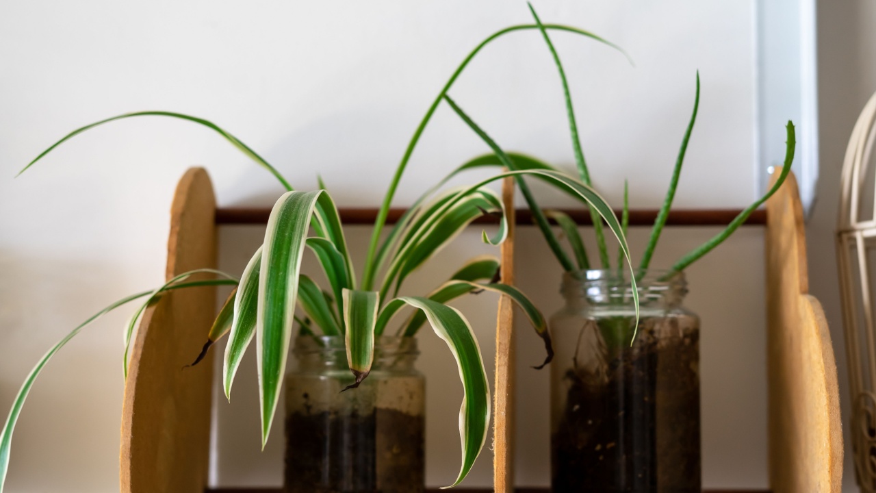 houseplant, Chlorophytum comosum or spider plants in a clear transparent jar.