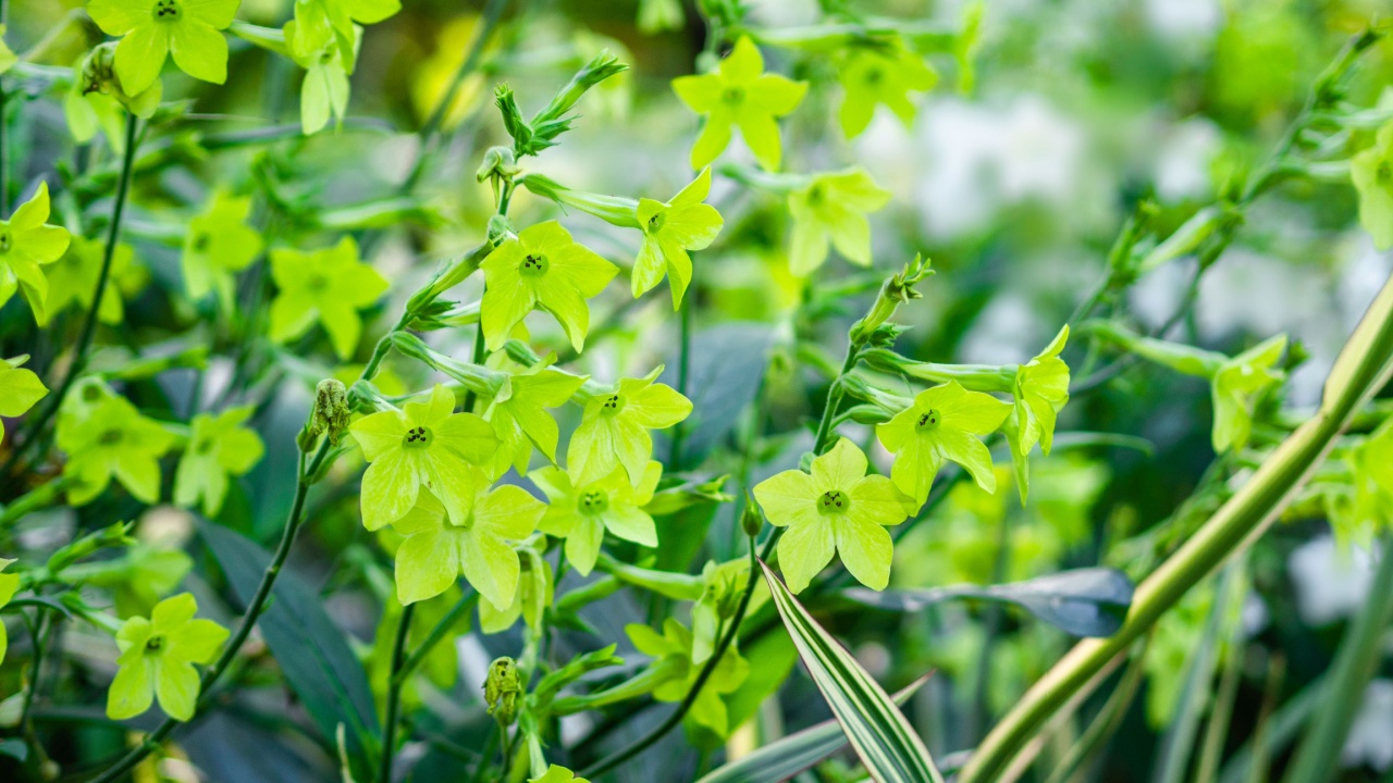 Lime green flowering tobacco, nicotiana, blooming in a garden with big trees on a background, closeup with selective focus