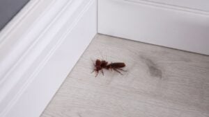 Cockroaches on wooden floor in corner at home. Pest control