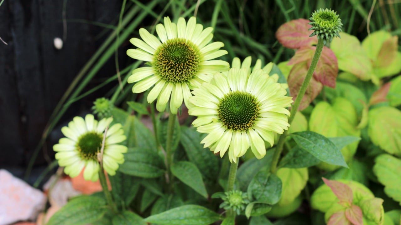 Beautiful flowers echinacea purpurea green jewel