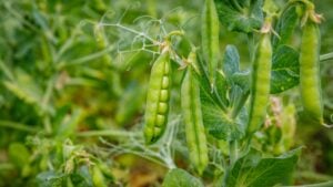 Green pea pods grow on Agricultural German field. Gardening background with green plants. Open pea pod, closeup.