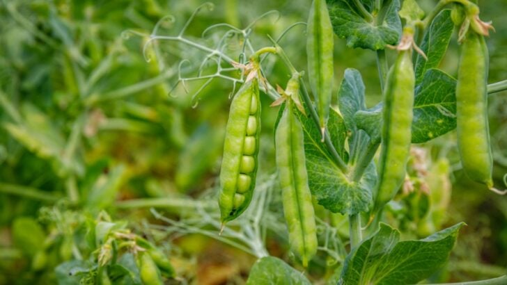 10 Best Companion Plants for Peas