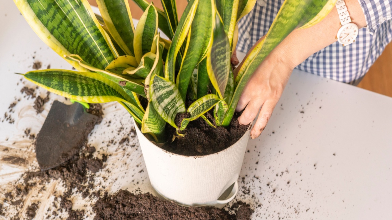 woman hands planting the snake plant in the pot at home. Dracaena trifasciata or succulent tree