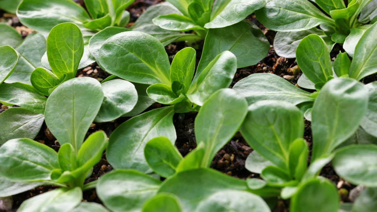 corn salad, mache, lambs lettuce
