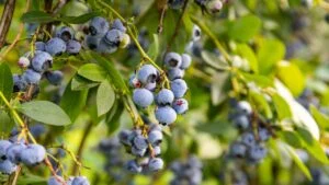 Blue blueberry berries and green leaves on a branch in the garden, close up. Ripe blueberries in summer
