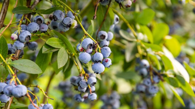 Blue blueberry berries and green leaves on a branch in the garden, close up. Ripe blueberries in summer
