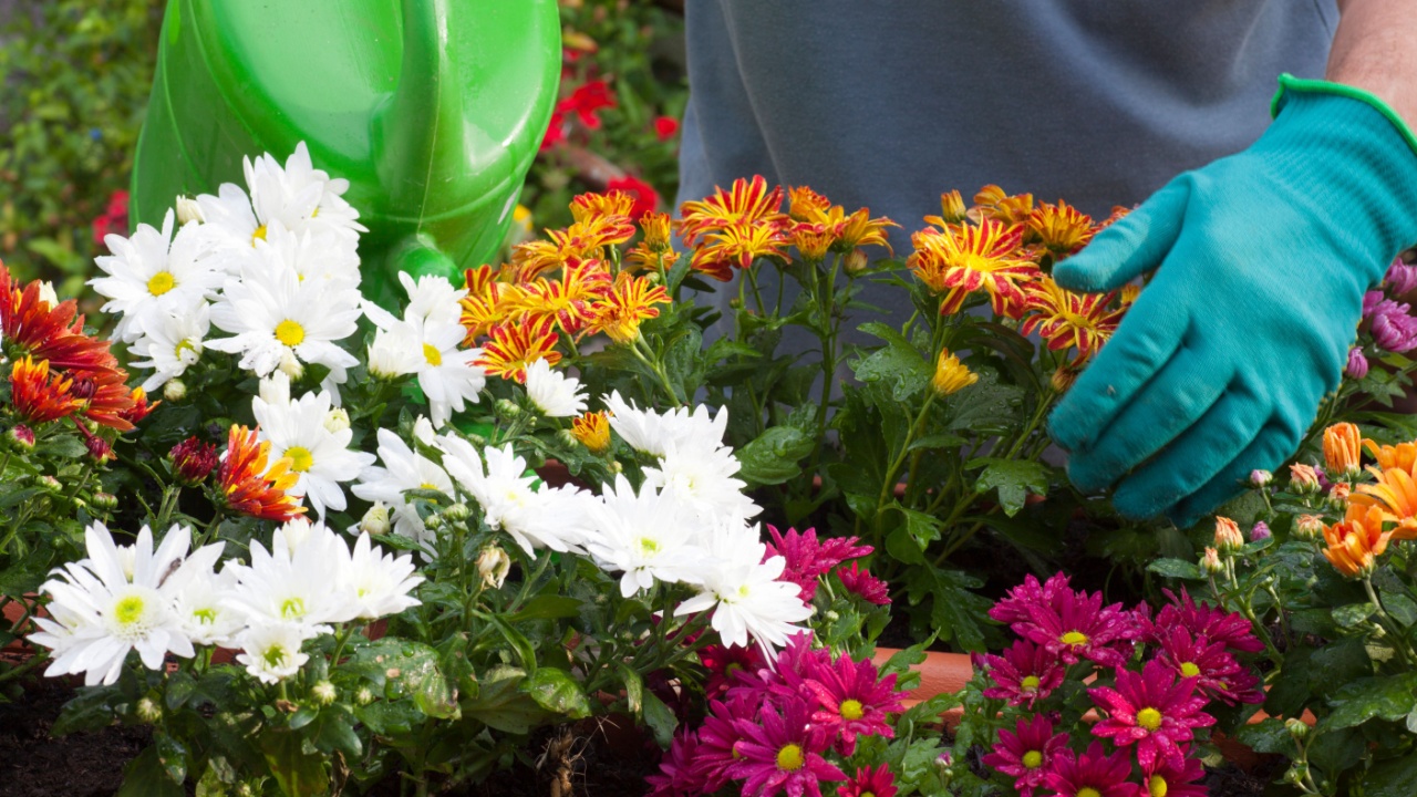 Gardener watering flowers with a watering can in a greenhouse or garden - chrysanthemum