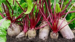 beets in the garden, vegetables in the ground, harvesting, close-up with blurred background, selective sharpness