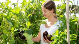 Female farmer harvesting ripe eggplant in the garden.