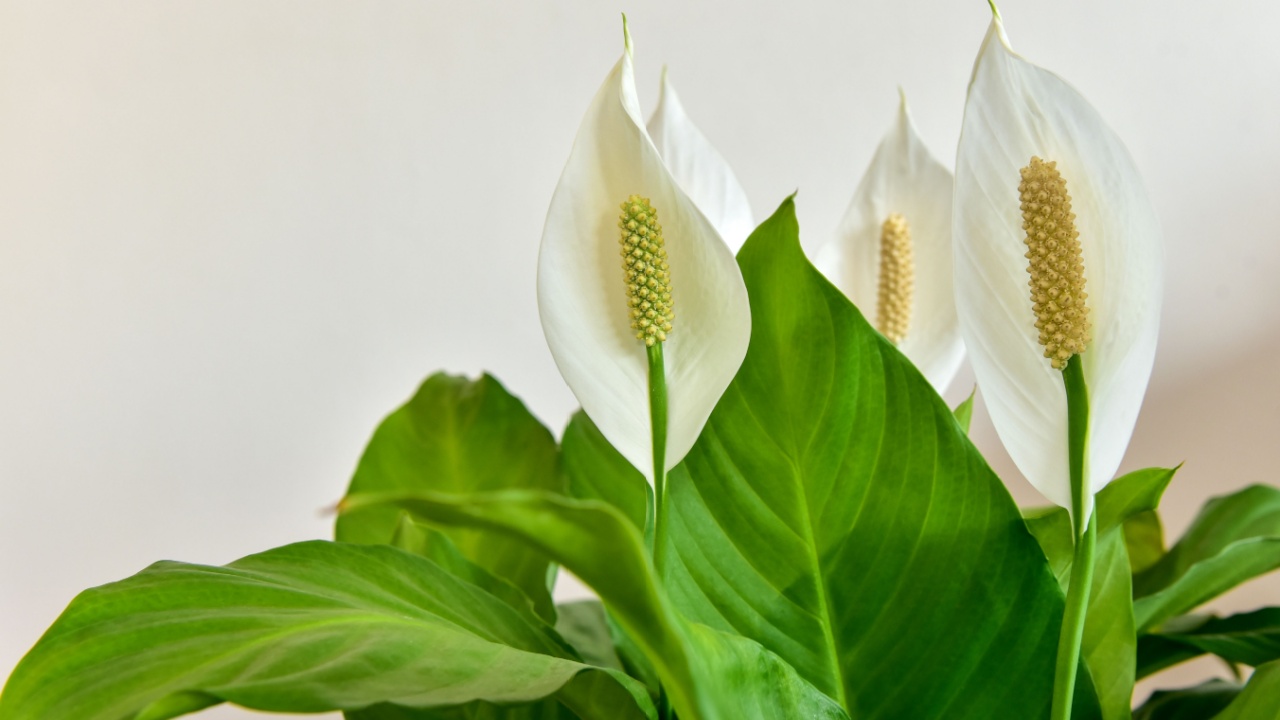 Decorative houseplant Spathiphyllum wallisii. Commonly known as peace lily.