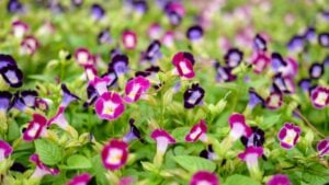 Close-up of Pink and violet wishbone flower (Torenia fournieri) in the garden.