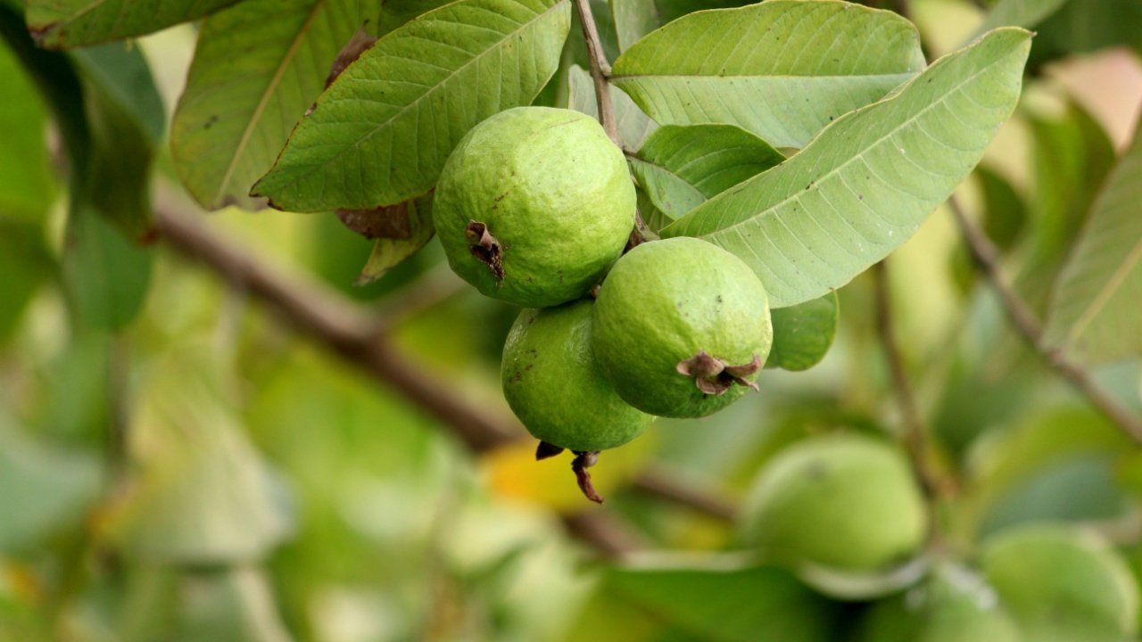 Three guava are on the tree branch