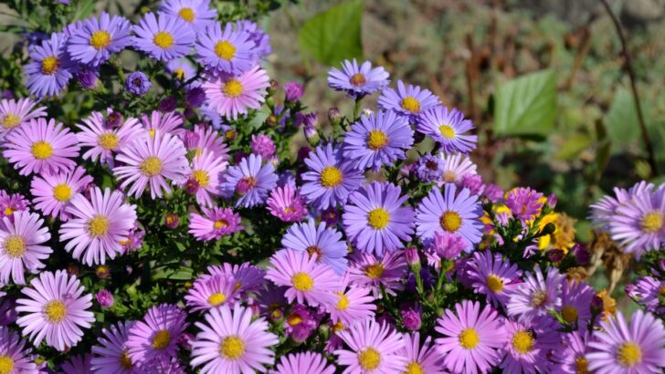 13 Plants You Shouldn’t Prune in Fall for a Better Ecosystem