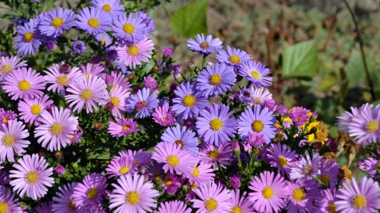 Aster alpinus. Beautiful flower background of nature. Astra perennial. Astra Alpine