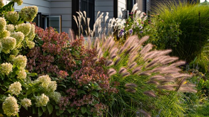 9 Invasive Ornamental Grasses That&rsquo;ll Take Over Your Lawn