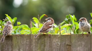 Sparrows, house sparrows (passer domesticus) on a garden fence, UK. Small British birds