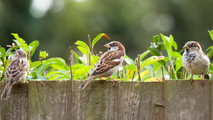 10 Smart Ways to Protect Birds in the Backyard