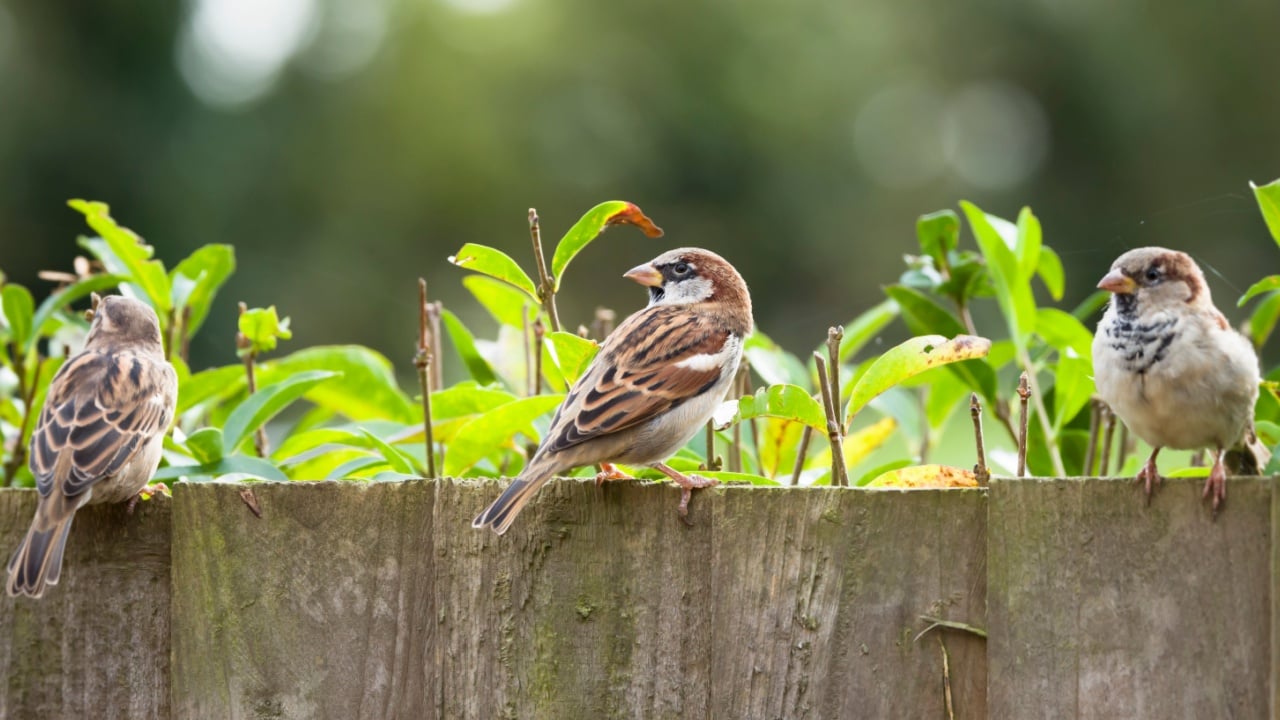 Sparrows, house sparrows (passer domesticus) on a garden fence, UK. Small British birds