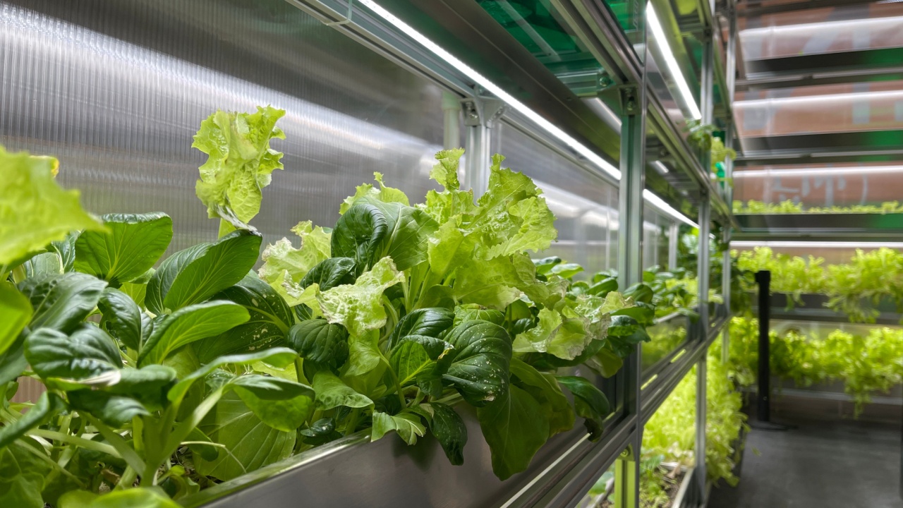 Growing Vegetables and Salad Leaves the Polycarbonate High-tech Indoor Greenhouse the Aluminum Shelves Under Artificial Light.