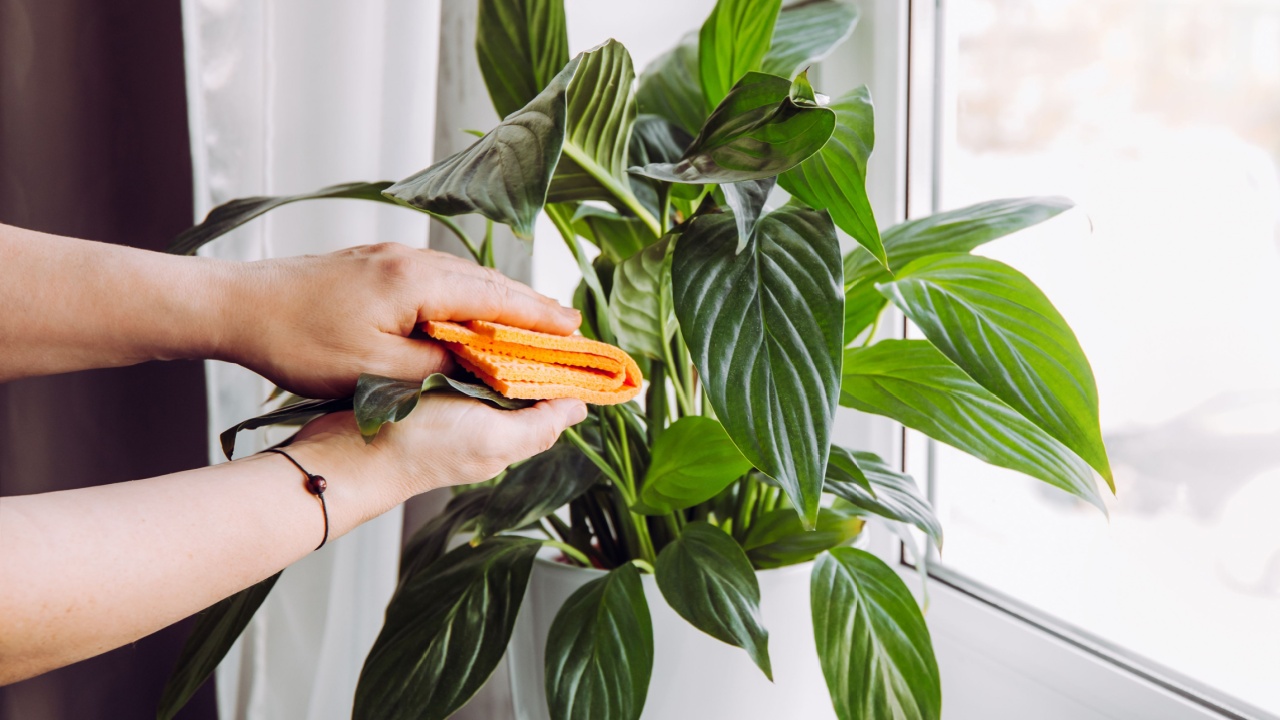 Person wiping house dust from houseplants leaves in springtime with soft cloth. Spring houseplant care concept. Spathiphyllum are commonly known as spath or peace lilies growing in pot in home room.