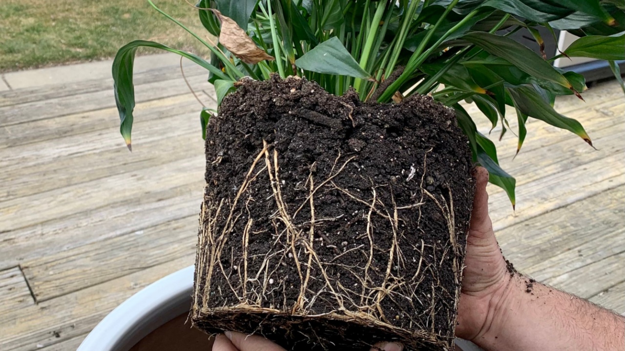 A man potting a peace lily plant, or Spathiphyllum, in a large, white planter. You can see his hands and all the roots of the houseplant as he's placing it into the flower pot. The leaves are blowing.
