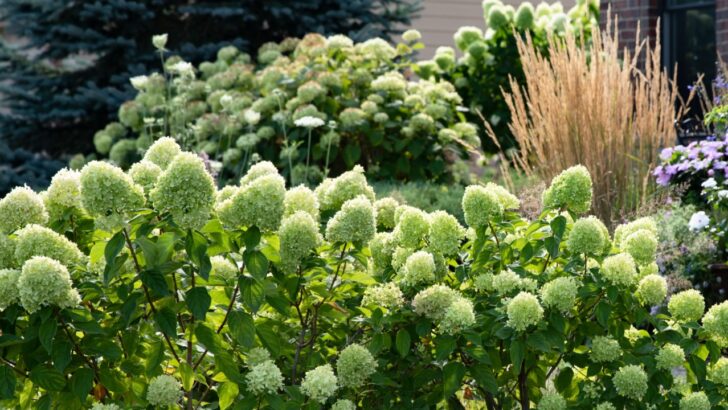 11 Gorgeous Green Flowers for Your Garden