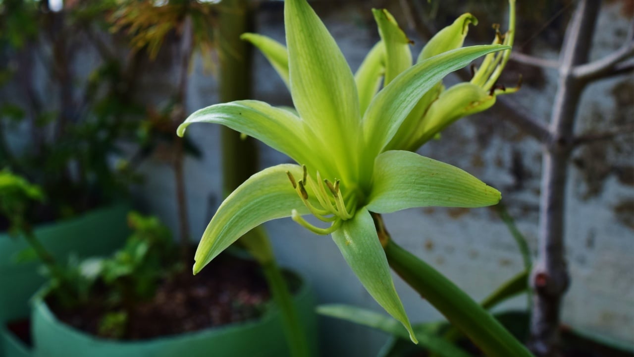 The potted cybister amaryllis evergreen flowers in a roof garden in Malta