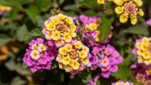 Close up Lantana camara. Summer flowers series, beautiful Lantana camara. Lantana or Wild sage or Cloth of gold or Lantana camara flower in the garden