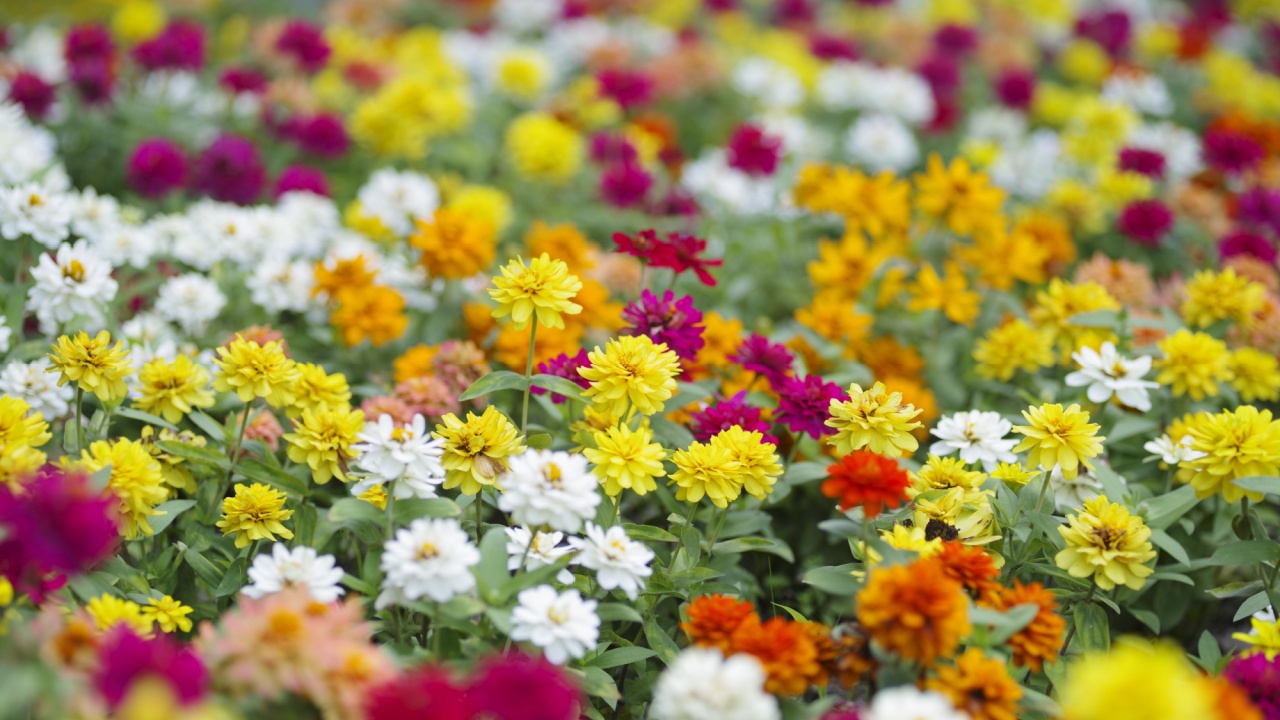 The name of these flowers is Zinnia Profusion. Scientific name is Zinnia.