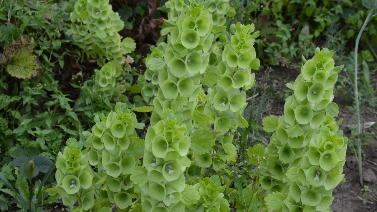 Bells-of-Ireland (Moluccella laevis).Moluccella laevis in the garden. Lush green bunches of flowers.
