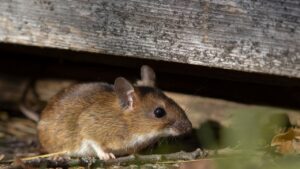 The yellow-necked mouse (Apodemus flavicollis), also called yellow-necked field mouse, yellow-necked wood mouse, and South China field mouse