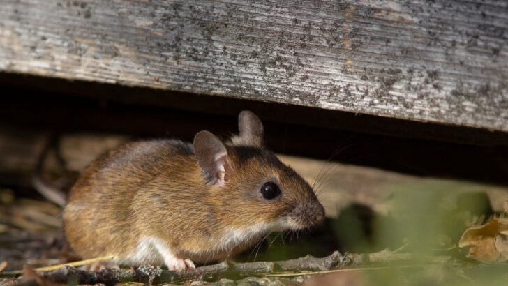 5 Scents That Send Cold Mice Packing