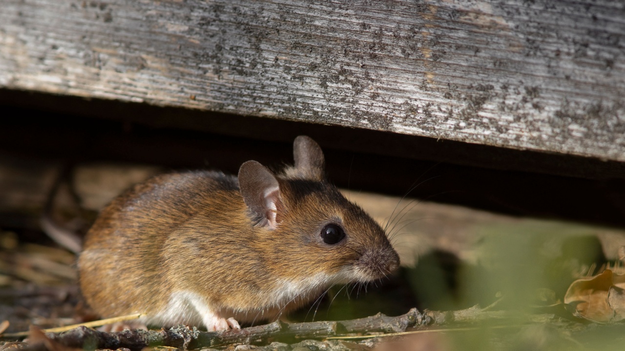 The yellow-necked mouse (Apodemus flavicollis), also called yellow-necked field mouse, yellow-necked wood mouse, and South China field mouse