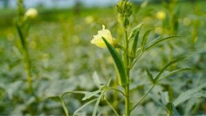 Okra or ladyfinger plant at agriculture field.
