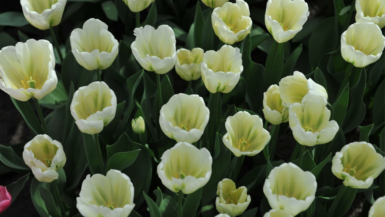 Viridiflora tulips (Tulipa) Green Spirit bloom in a garden in April