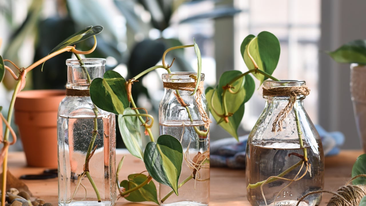 Philodendron plant cuttings with growing roots in glass jars