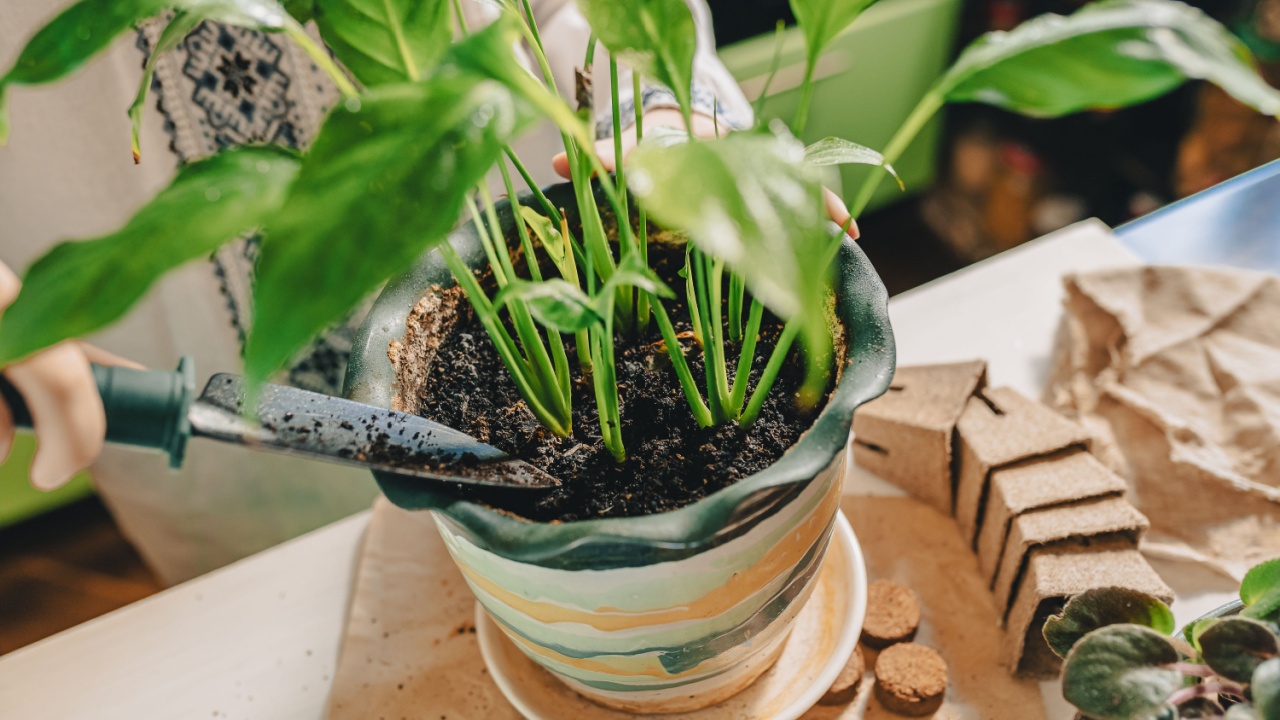 Spring transplant of houseplants into fertilized soil. woman's hands with garden shovel are transplanted into new flower pot tropical plant spathiphyllum. house plant care