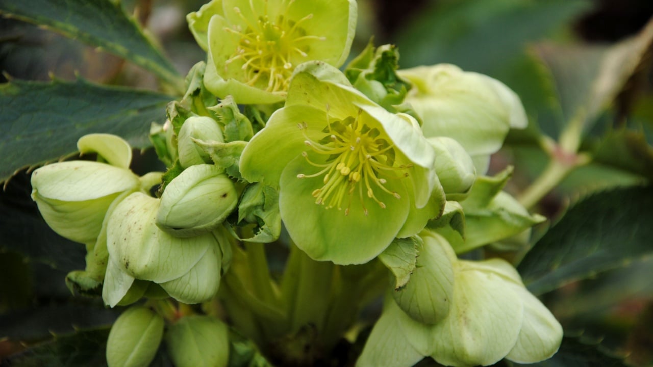 Close up of a cluster of yellowish-green flowers of the holly-leaved hellebore, or Corsican hellebore (Helleborus argutifolius)
