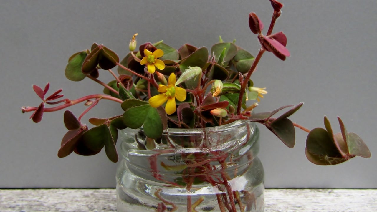 Oxalis corniculata or Shamrocks flowers bouquet in small glass jar on wooden table.