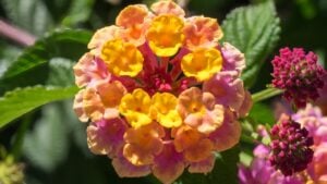 Lantana Camara Shrub flowering in Marbella Spain