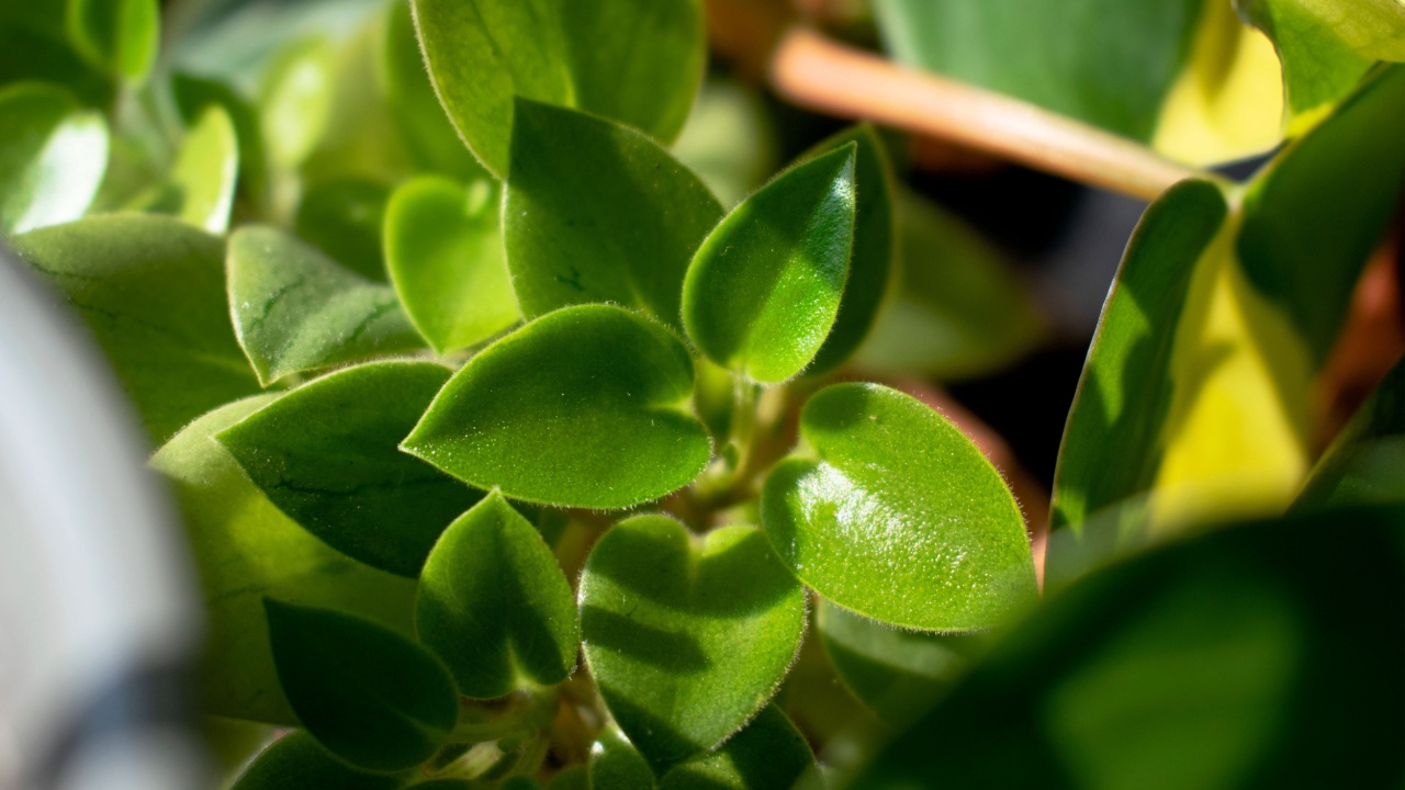 A small teardrop peperomia soaking up the sunlight amongst other greenery. 
