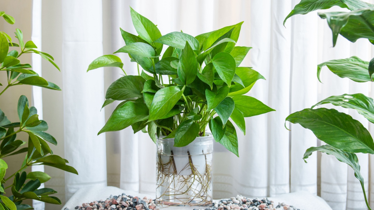Epipremnum aureum Jade aquatic plants. Houseplant care concept. Decoration on the desk. Indoor plant.