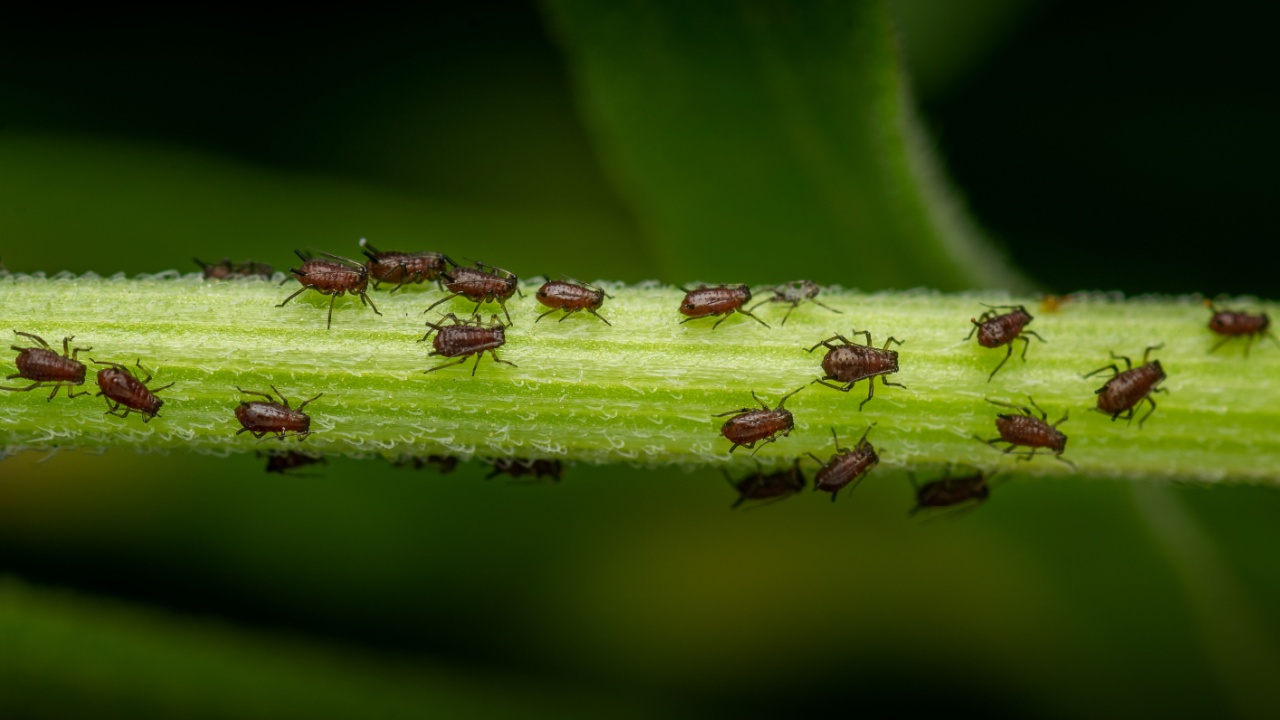Brown aphids on the chrysanthemum flower plant stem. These aphids sucking the cell sap from plant it affects the growth and development of plant and flower. Used selective focus.