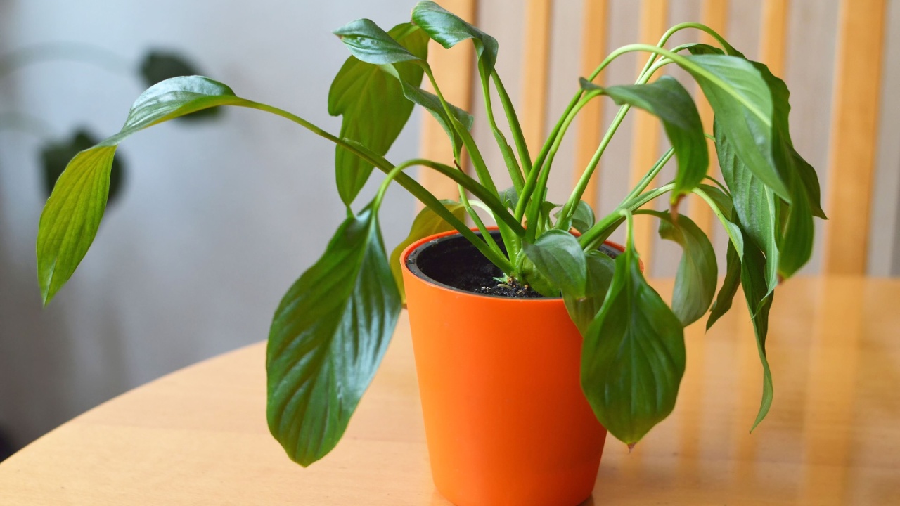 Wilting peace lily (Spathiphyllum) in a pot