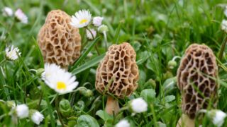 Morchella esculenta, (commonly known as common morel, morel, yellow morel, true morel