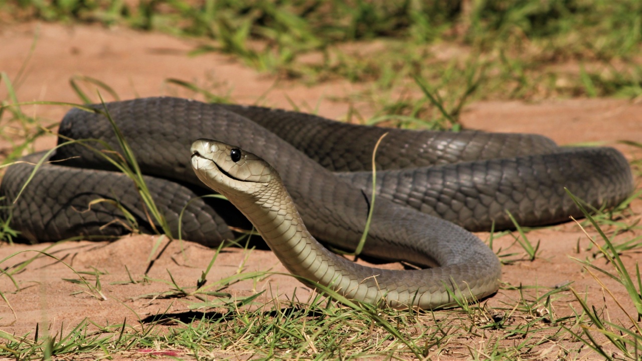 Black mamba (Dendroaspis polylepis) KwaZulu-Natal South Africa
